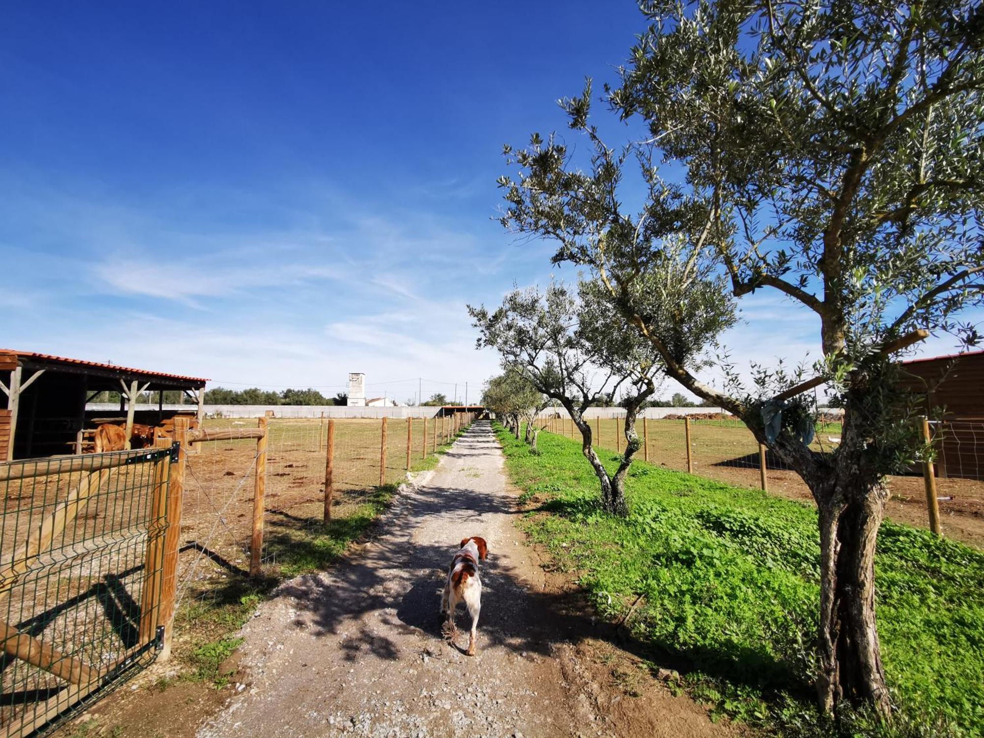 Quinta Do Louredo - Evora Villa Exterior photo