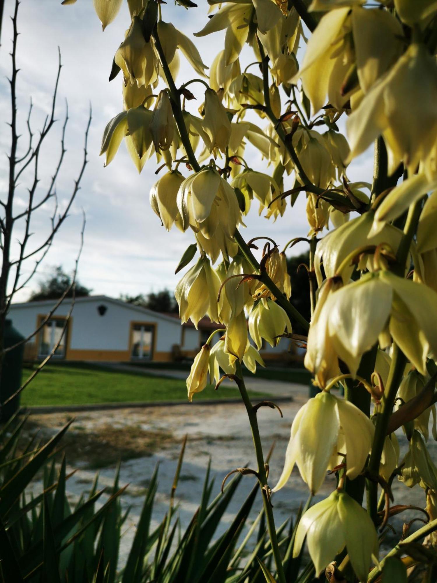 Quinta Do Louredo - Evora Villa Exterior photo